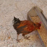 بوقلمون کرک وخروسهای محلی  اندیمشک هستم|حیوانات مزرعه|اندیمشک, |دیوار