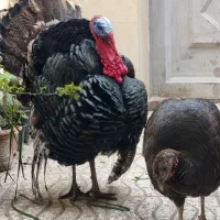 25 عددبوقلمون نروماده نژاددارمعاوضه بابرهماتک عمده