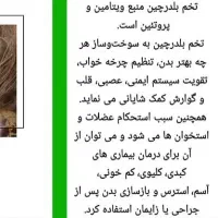 فروش تخم بلدرچین ارگانیک تازه|خوردنی و آشامیدنی|جیرفت, |دیوار