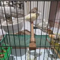 قناری سوپری مولد با تخم و جوجه