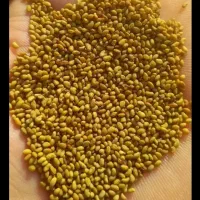بذر یونجه