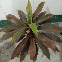 گلهای طبیعی و زیبا