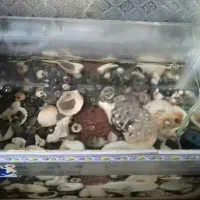 آکواریوم با پمپ هوا و ماهی گپی|ماهی|ملایر, |دیوار