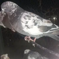 کبوتر|پرنده|ابهر, |دیوار
