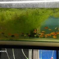 فروش انواع ماهی گوپی مولی پلاتی سوراتل|ماهی|آستانه اشرفیه, |دیوار