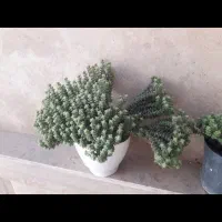 گل زیبا