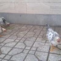 ۳ تا خروس جوان