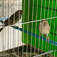 قناری جفتی اوپال نقره ای