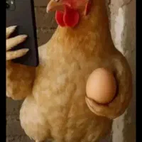 تخم مرغ محلی نطفه دار