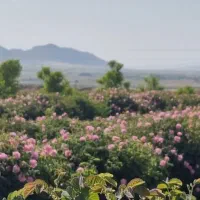 میمند پنج شنبه ۱۷ اردیبهشت