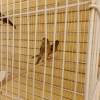 قناری سرخ سوخته  و شتری|پرنده|صدرا-فارس, فاز ۱|دیوار