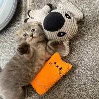 اسکاتیش بلوگلد خرسی