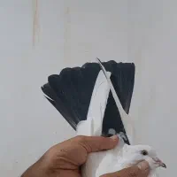 دم سیاه طوقی کله سیاه