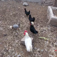 مرغ وخروس لهستانی اصل|حیوانات مزرعه|نیشابور, شهرک بهداری|دیوار