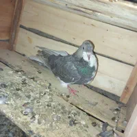 کبوتر|پرنده|حاجی آباد, |دیوار