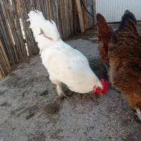 خروس پاپری|حیوانات مزرعه|رشت, بازار|دیوار