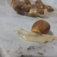 حلزون|خزنده|شیراز, گویم|دیوار