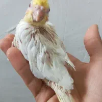 عروس هلندی|پرنده|بجنورد, |دیوار