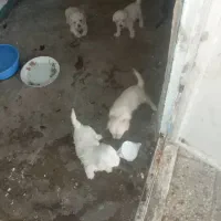 سگ پاکوتاه نژاد تریر