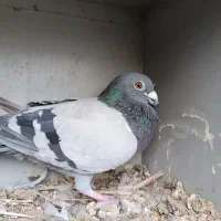 معاوظه|پرنده|دزفول, |دیوار