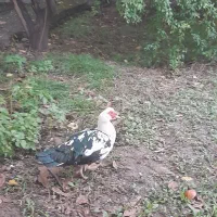 اردک نر روسی