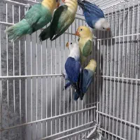 کتوله برزیلی فروشی|پرنده|میناب, |دیوار