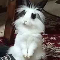 خرگوش