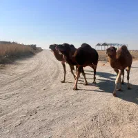 شتر خشک|حیوانات مزرعه|سبزوار, قصبه شرقی|دیوار