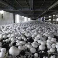 رهن و اجاره سالن های تجهیز شده پرورش قارچ شهریار|اجارهٔ دفتر صنعتی، کشاورزی، تجاری|شاهدشهر, |دیوار