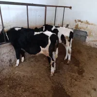 گوساله نر.سیمینتال و هلشتاین اصل|حیوانات مزرعه|مهربان, |دیوار