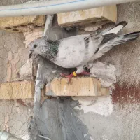 دورگ و دوکتی