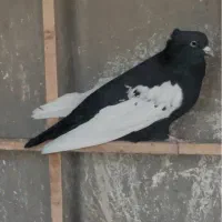 سینه سیاه نر