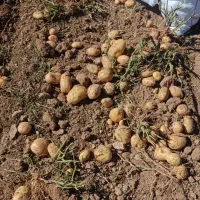 به تعداد کارگر مجرد نیازمندم برای کارسیب زمینی