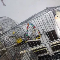 یه جفت عروس هلندی با چهار جوجه ۵ شش ماهه|پرنده|پیشوا, |دیوار