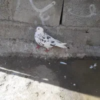 پشت دار|حراج|ایرانشهر, |دیوار