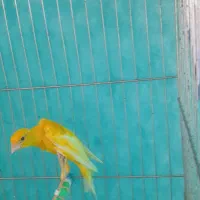 قناری جیبر ماده