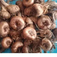 فروش پیاز زعفران با گلدهی خوب