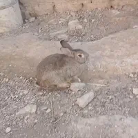 سه عدد خرگوش بزرگ|موش و خرگوش|شوش, |دیوار