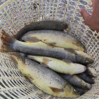 ماهی تازه لرستان رسید|ماهی|اندیمشک, |دیوار