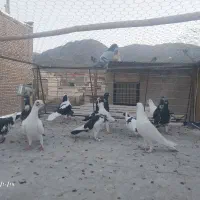 کبوتر|پرنده|بیرجند, |دیوار