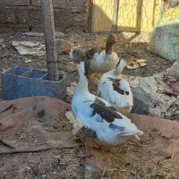 غاز( رودان|حیوانات مزرعه|رودان, |دیوار