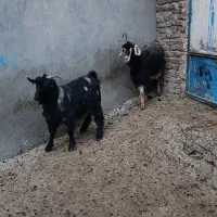 بز جوان|حیوانات مزرعه|مریوان, |دیوار