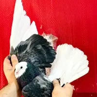 کفتر گرفتنی برج