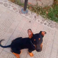 سگ دوبرمن ۴ماه ماده