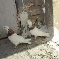 کبوتر|پرنده|زابل, |دیوار