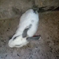 خرگوش نر و ماده