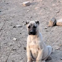 توله اصل|سگ|دشتابی, |دیوار