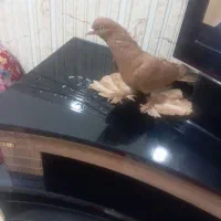 کبوتر|پرنده|بناب, |دیوار