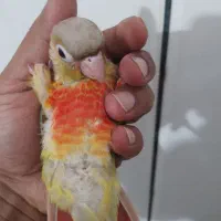 گرینچک|پرنده|بندرعباس, |دیوار