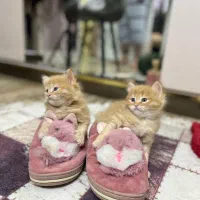 واگذاری گربه